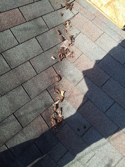 Raccoon feces on the roof.  Raccoon Control services by All Around Animal Control, Virginia