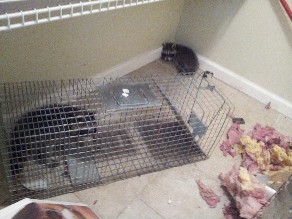 Raccoon in the house removed by All Around Animal Control