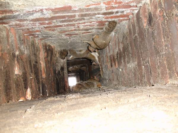 Squirrel in Chimney - Squirrel Removal Service in all of Virginia