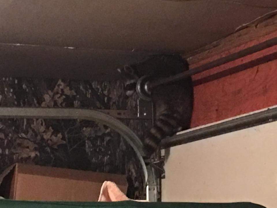 Raccoon in the garage, professional removal service in Virginia