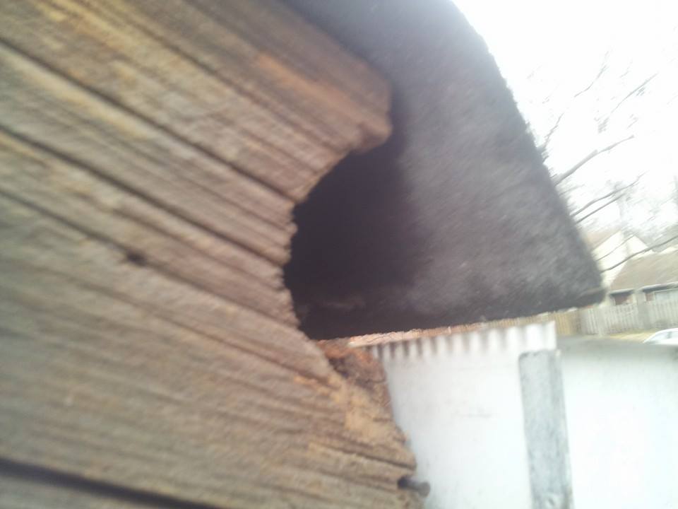 Squirrel Damage to the roofline.  Repair service for squirrel damage.